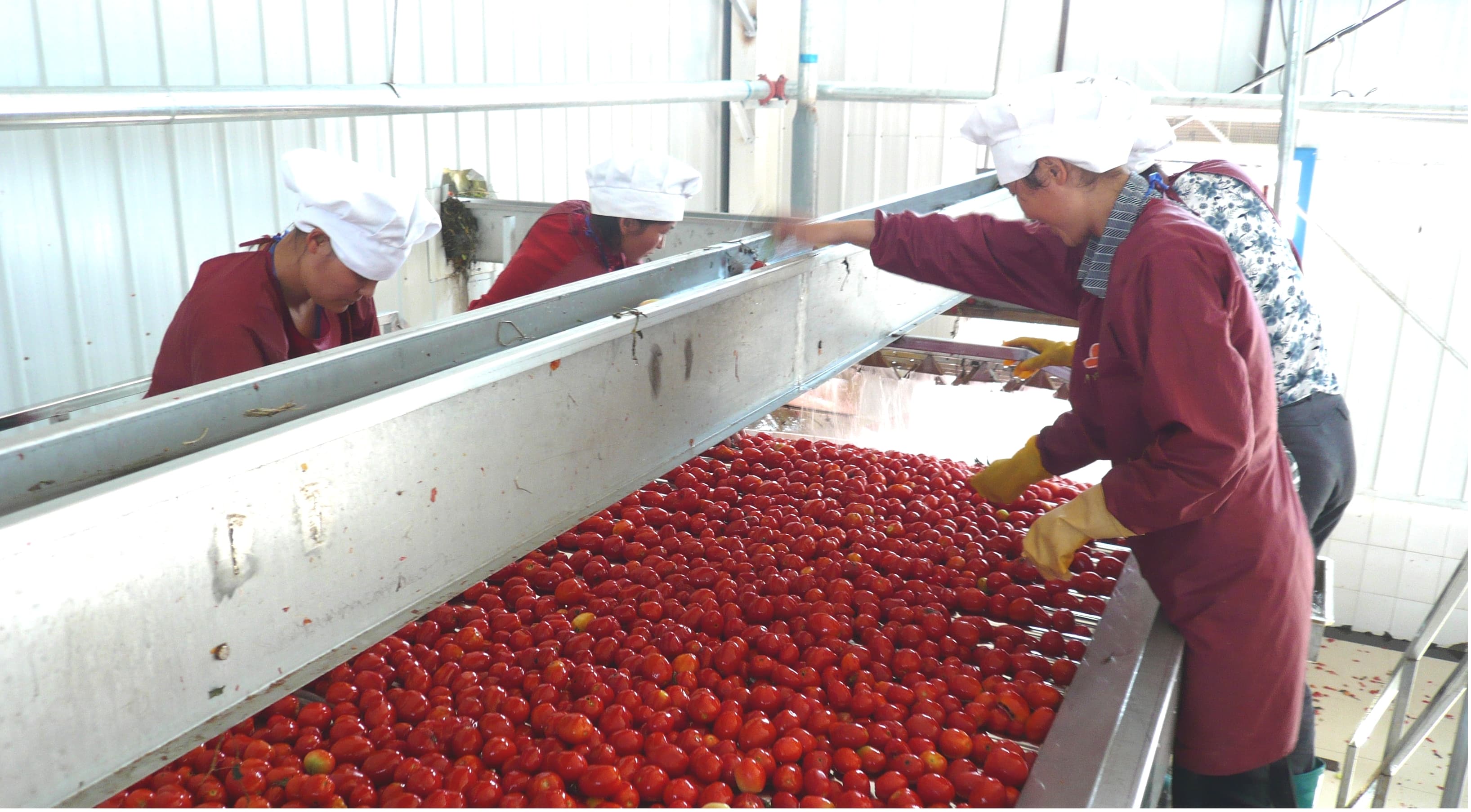 Оборудование для производства яблочного пюре - изображение 7, Конвейер отбракованных плодов