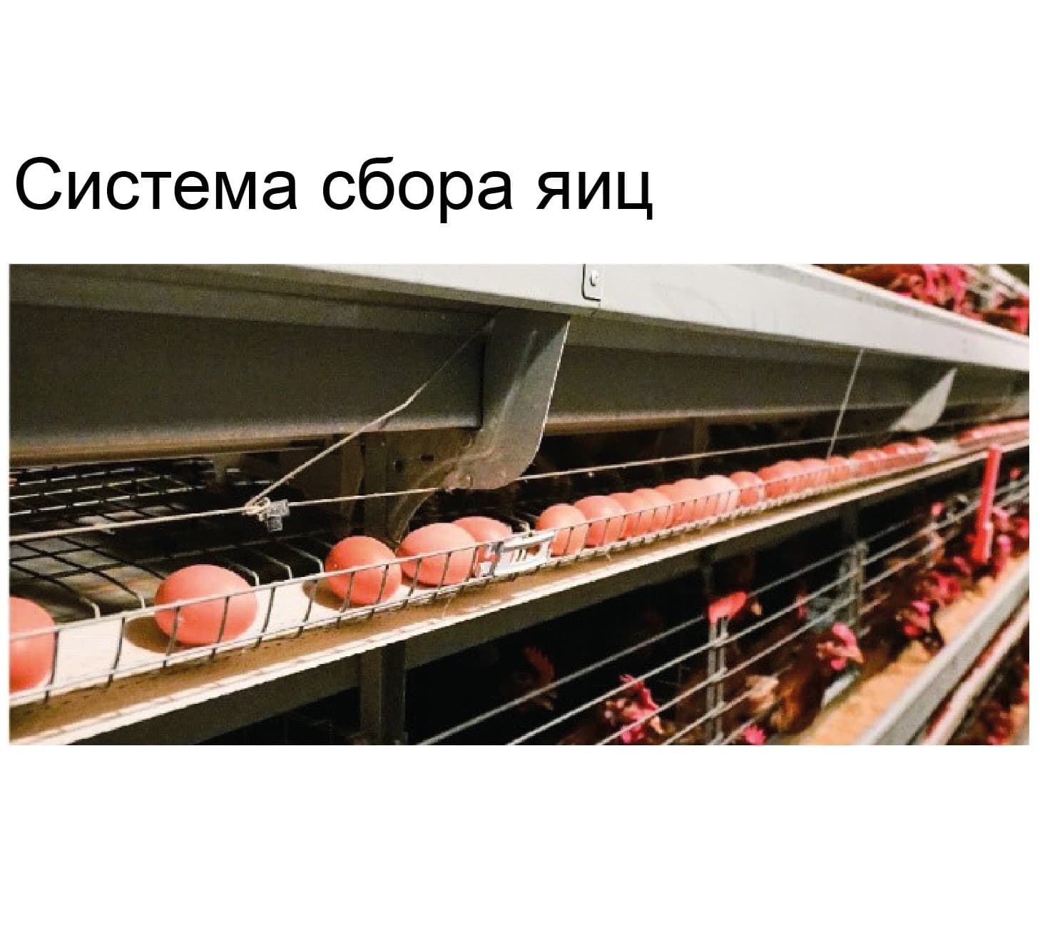 Оборудование для птичника для кур-несушек - изображение 8, детальный вид оборудования