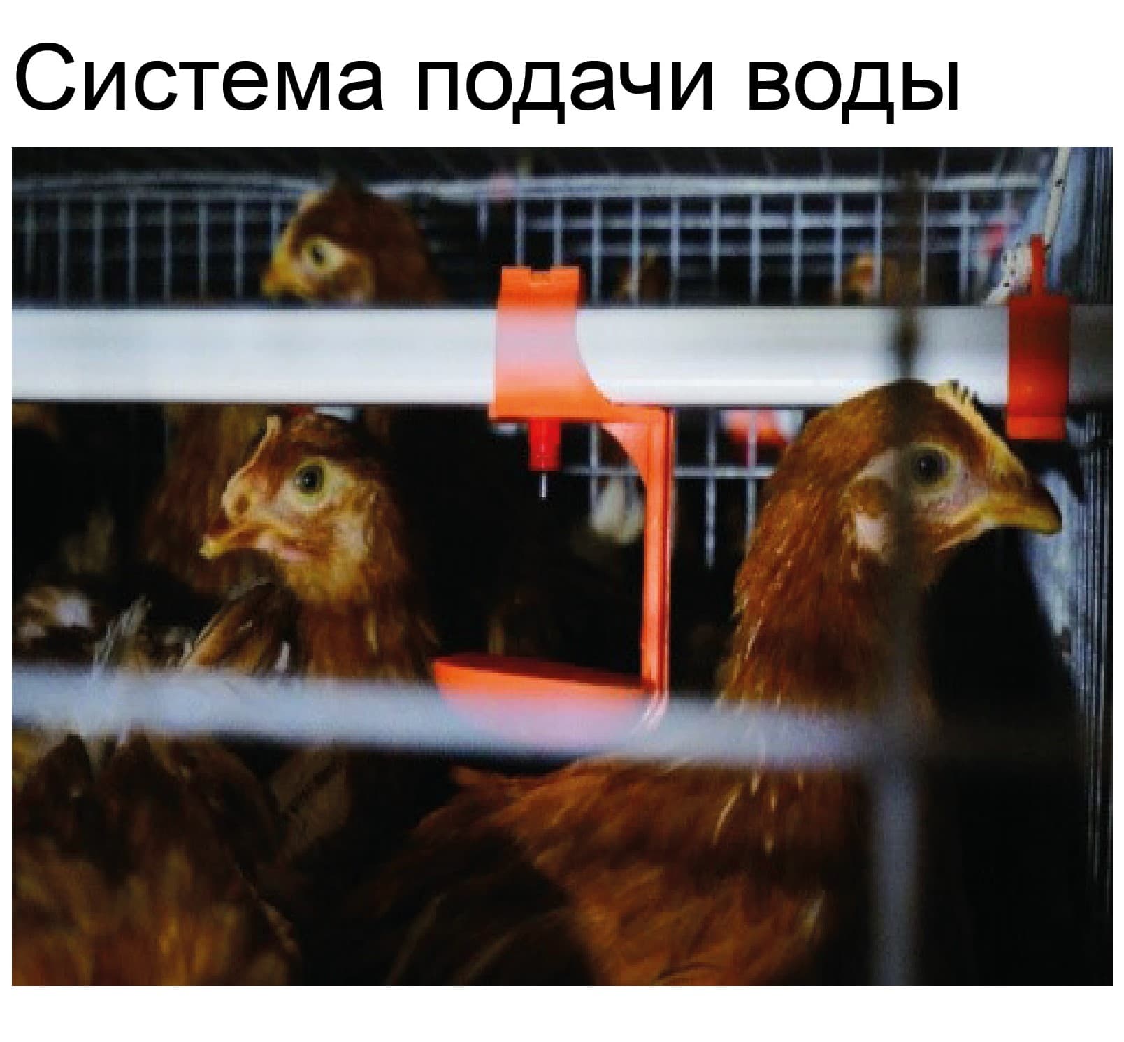 Оборудование для птичника для кур-несушек - изображение 13, детальный вид оборудования