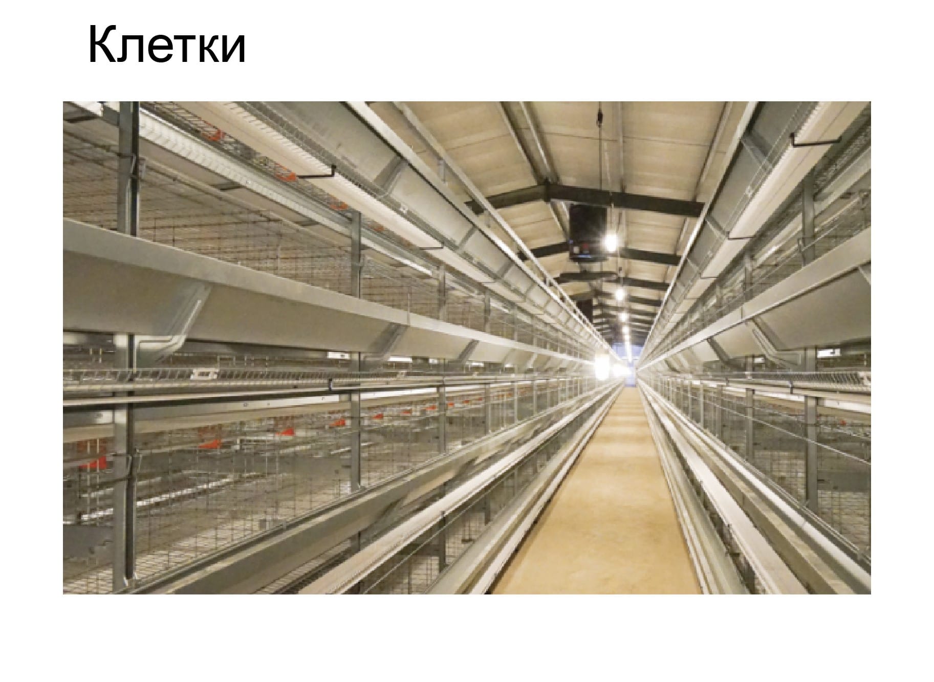 Оборудование для птичника для кур-несушек - изображение 5, детальный вид оборудования