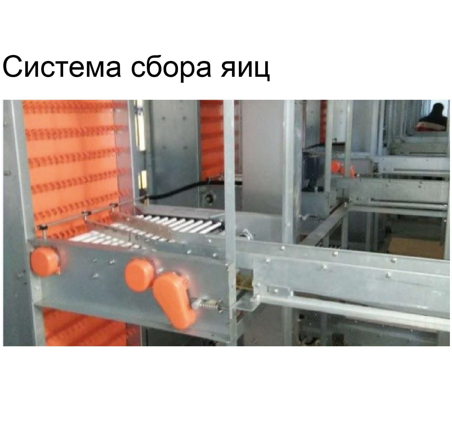 Оборудование для птичника для кур-несушек - изображение 9, детальный вид оборудования