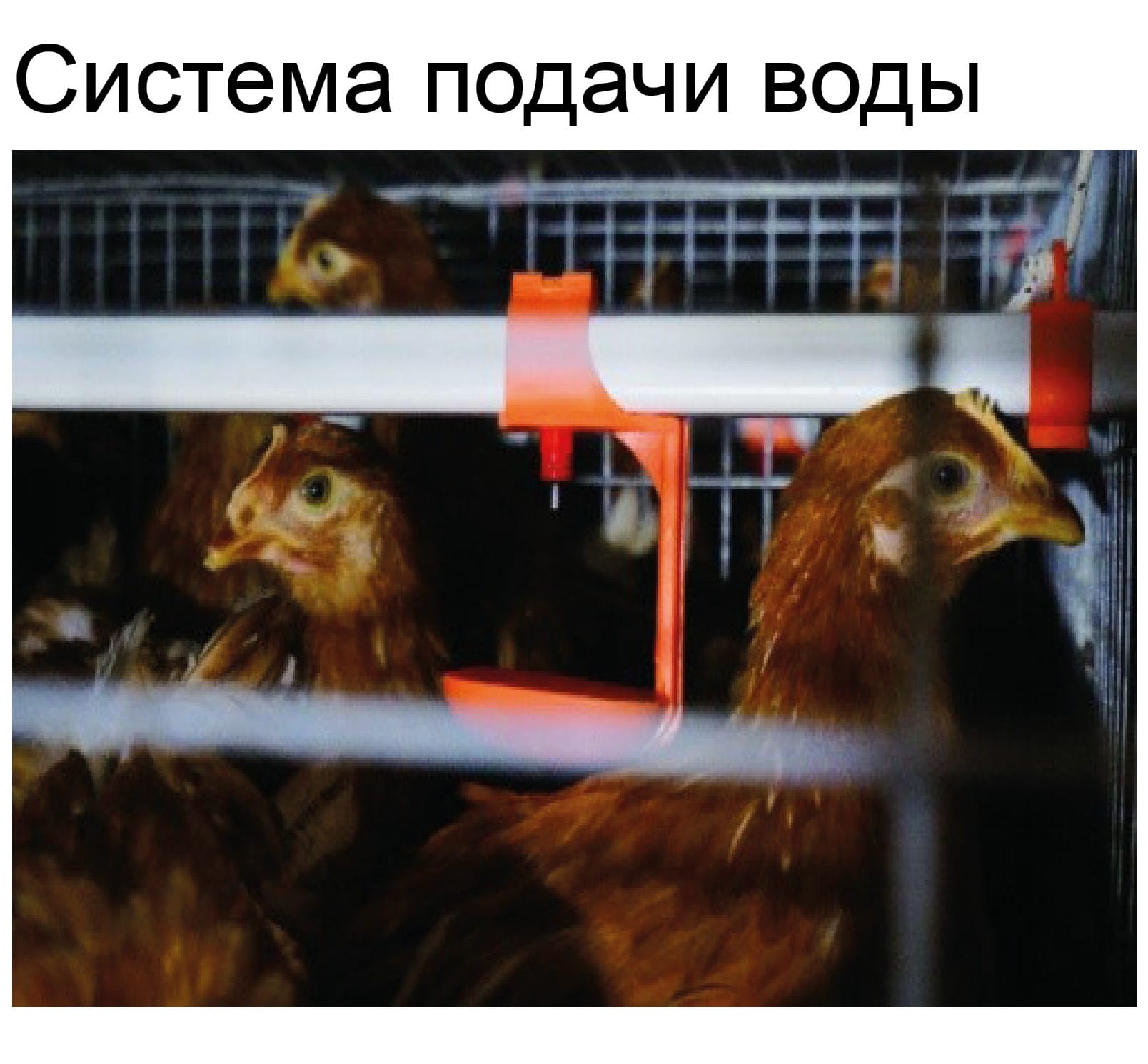 Оборудование для птичника для кур-несушек - изображение 13, детальный вид оборудования