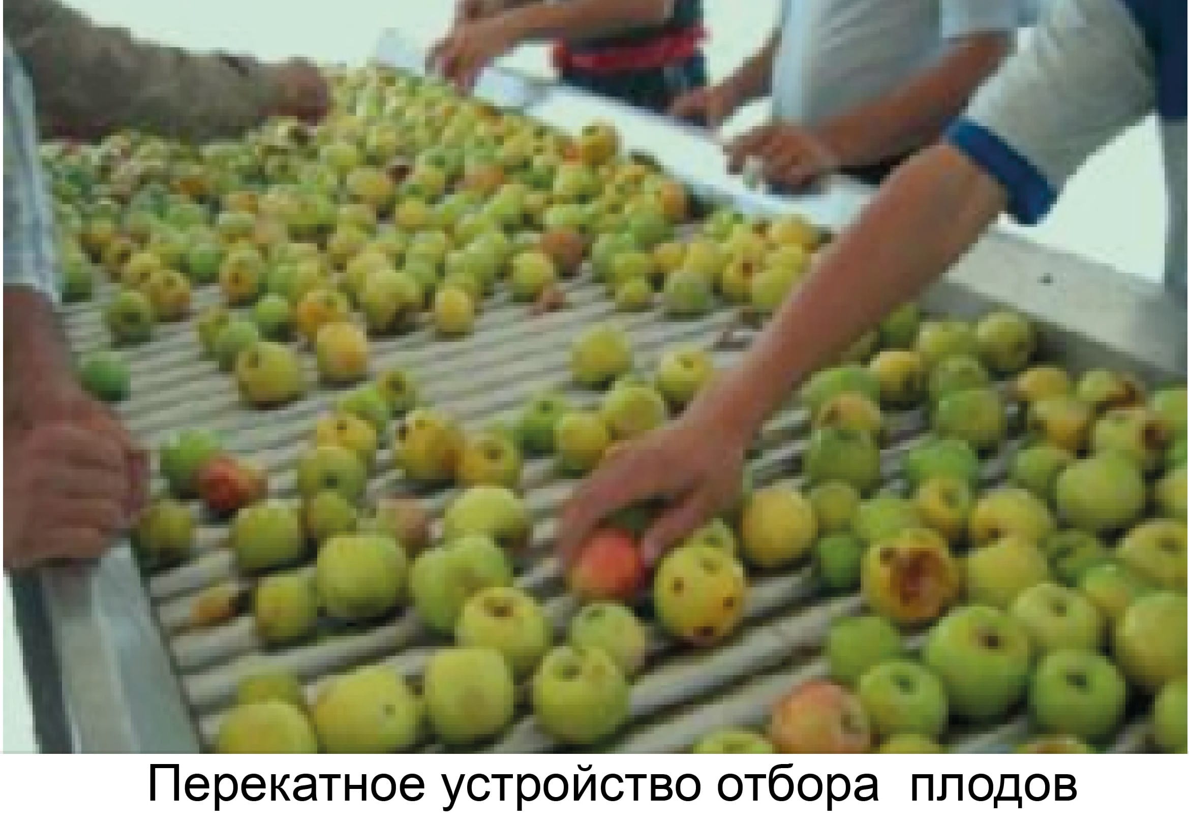 Линия для производства неосветленного сока из свежих яблок производительностью 5000 тонн - изображение 7, детальный вид оборудования