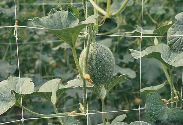 Изображение продукта: Линия для производства двуосных сеток из полипропилена