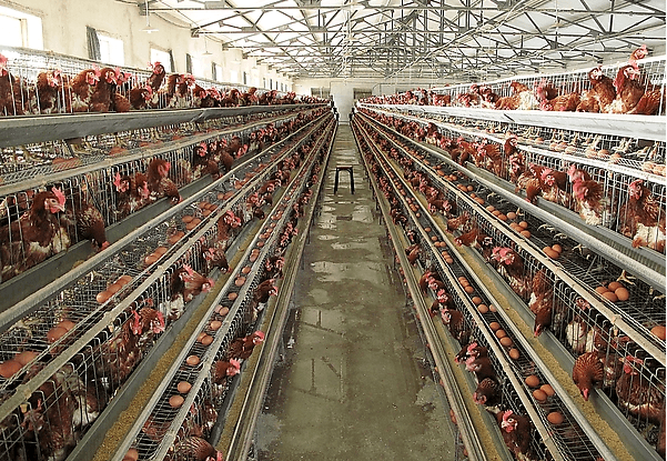 Изображение продукта: Линия для переработки куриного помета в удобрение